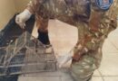 La Policía Rural rescató restos de un puma y desactivó una maniobra de caza furtiva en Monte Comán