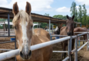 Condena efectiva por faena clandestina de caballos