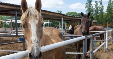 Mendoza avanza en la protección animal con la Ley Ágata