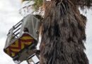 Exitoso rescate de una lechuza de campanario en San Rafael