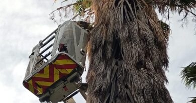 Exitoso rescate de una lechuza de campanario en San Rafael