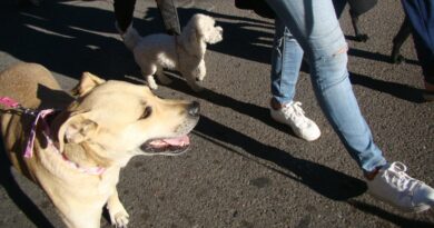 Día del Animal: se viene la 3ra edición de la “Caninata” en el parque Yrigoyen