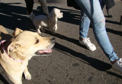 Día del Animal: se viene la 3ra edición de la “Caninata” en el parque Yrigoyen