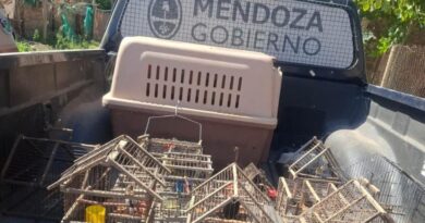 Por ley está prohibida la tenencia de fauna silvestre como mascota