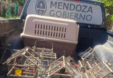 Por ley está prohibida la tenencia de fauna silvestre como mascota