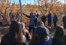 Iniciaron las capacitaciones en poda de frutales y vid dictadas por el Municipio y el INTA