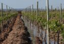 Mapeo hídrico: claves para la producción en el oasis Sur