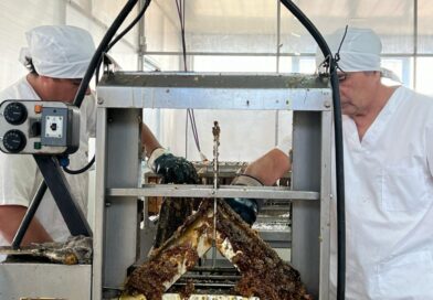 La sala municipal de extracción procesó más de 31 toneladas de miel y el 65% se exportó