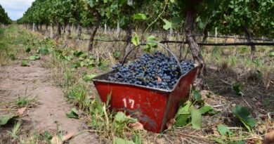 Caída histórica en la cosecha de uvas en San Rafael