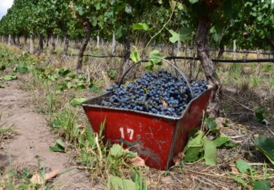 Caída histórica en la cosecha de uvas en San Rafael