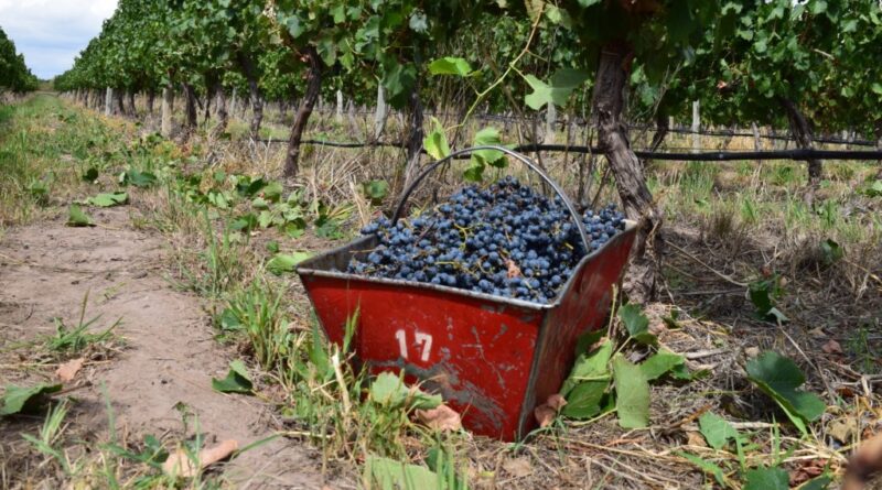 Caída histórica en la cosecha de uvas en San Rafael