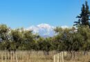 Mendoza ya forma a los primeros especialistas en oleoturismo del país