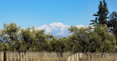 Mendoza ya forma a los primeros especialistas en oleoturismo del país