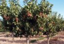 Todo preparado para la primera jornada de frutos secos del oasis sur