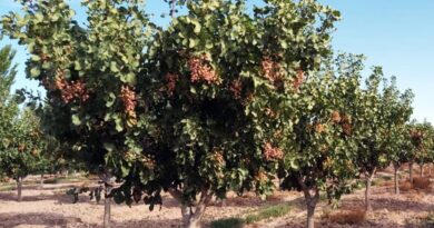 Todo preparado para la primera jornada de frutos secos del oasis sur