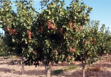 Todo preparado para la primera jornada de frutos secos del oasis sur