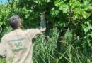 El Oasis Sur podría cambiar su estatus sanitario por la baja presencia de Lobesia botrana